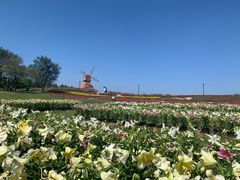 -杭州湾海上花田景区