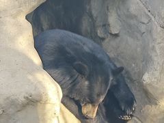 -石家庄市动物园