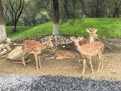 -北京野生动物园