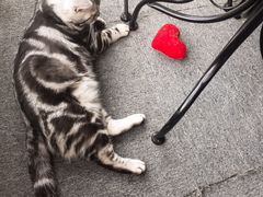 -喵店&猫咖