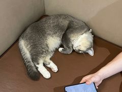 -MOCHA明星猫咖(田子坊店)