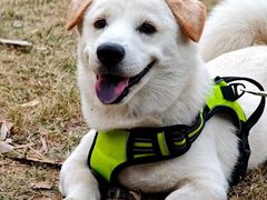 -广九餐室· 镬气大排档(陈家祠店)