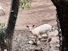 -沈阳森林动物园