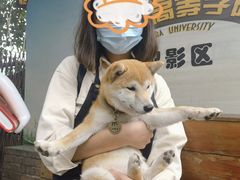 -柴犬高等学院·狗咖·柴犬售卖·宠物训练