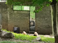 -都江堰中华大熊猫苑