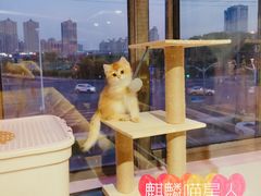 -70cat德文卷毛猫·缅因猫纯种猫舍