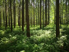 -黄海国家森林公园