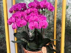 -松山湖梦幻百花洲