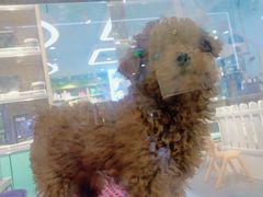 -龟与熊猫宠物公园(南坪店)