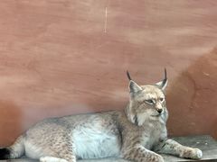 -青藏高原野生动物园