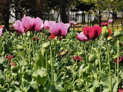 -国家植物园南园