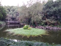 -叶家花园
