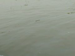 -长洲岛