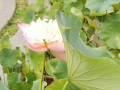 -莲花池公园