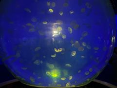 -江和美海洋公园