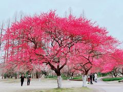 -杭州植物园