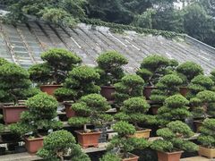 -水绘园