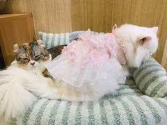 -MOCHA明星猫咖(田子坊店)