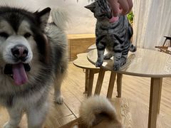 -李小姐の猫咖啡馆(五角场店)