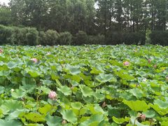 -黄兴公园