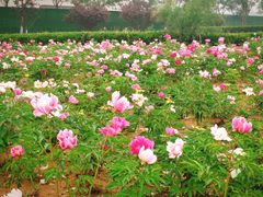 -济南国际园博园