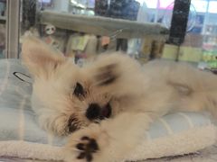 -翊宠yipet猫狗购宠庄园犬舍•猫舍