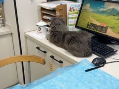 -瑞派·关忠动物医院·猫专科·犬专科(三环新城店)