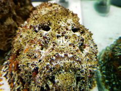 -太平洋海底世界