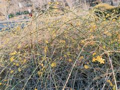 -元大都城垣遗址公园