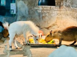 -Zoolung Zoolung动物主题公园(海信广场店)