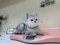 -全心全意连锁动物医院·微创中心·内科急重症·心脏专科(丰管路店)