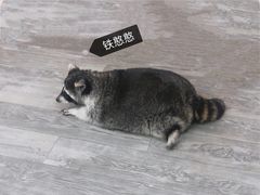-浣熊柯尔鸭土拨鼠·电玩咖