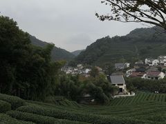 -龙井村