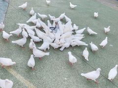 -烟台海昌鲸鲨海洋公园