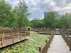 -五缘湾湿地公园