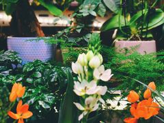 -花鸟鱼虫鲜花绿植市场(玉泉路店)