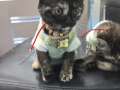 -万博宠物医院·手术·诊疗(未央凤城五路店)