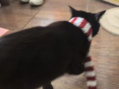 -御宝贝·A梦猫科宠物医院(国际猫友好医院)
