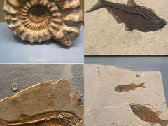 -湖南省地质博物馆