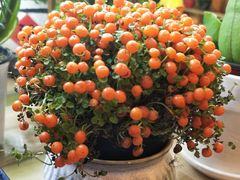 -双季花艺园艺市场(浦东店)