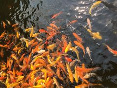 iphone_upload_pic-鼎湖山风景区