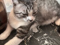 -艾贝尔宠物医院 ·内科全科(梁溪路店)