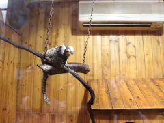 -上海大自然野生昆虫馆(东方明珠·爬宠昆虫探索中心)