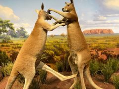 -陕西自然博物馆