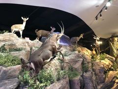 -陕西自然博物馆