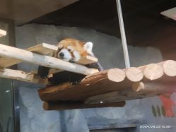 -Zoolung Zoolung动物主题公园(海信广场店)