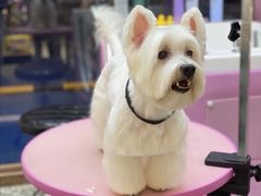 -FAELING PETS美天灵宠物(富力广场店)
