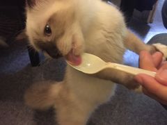 -猫色咖啡·猫咖