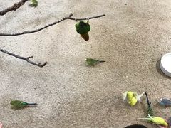 -上海大自然野生昆虫馆(东方明珠·爬宠昆虫探索中心)