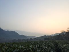 -中国茶叶博物馆(双峰馆区)